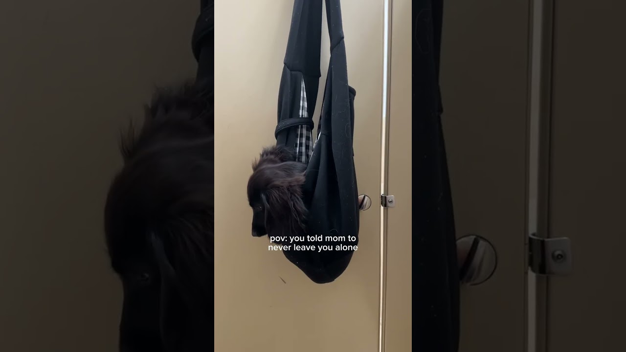 Dogs with separation anxiety 😬 