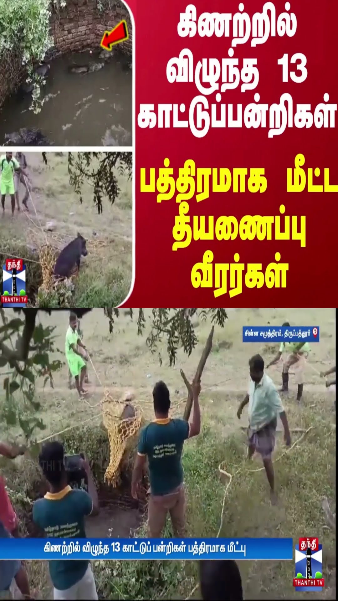 கிணற்றில் விழுந்த 13 காட்டுப்பன்றிகள்- பத்திரமாக மீட்ட தீயணைப்பு வீரர்கள்