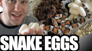 MY SNAKE LAID EGGS, HOW DO I INCUBATE CORN SNAKE EGGS