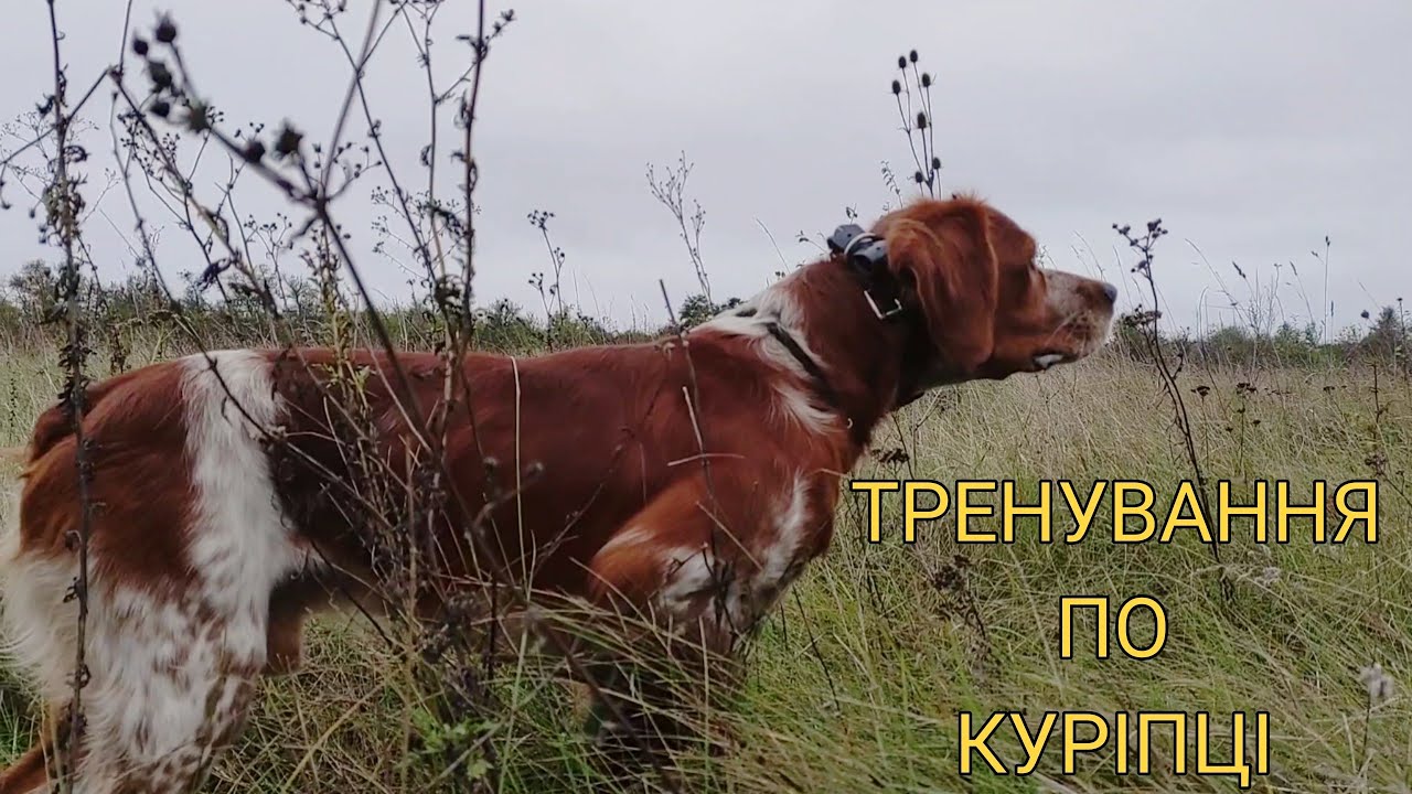 Epagneul Breton DIK | Тренування по куріпці | Training a dog for a gray partridge.