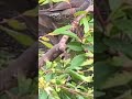 ヒヨドリ 綺麗な歌を聴かせてくれます #ヒヨドリ #綺麗な歌声 #bulbul #BeautifulSingingVoice