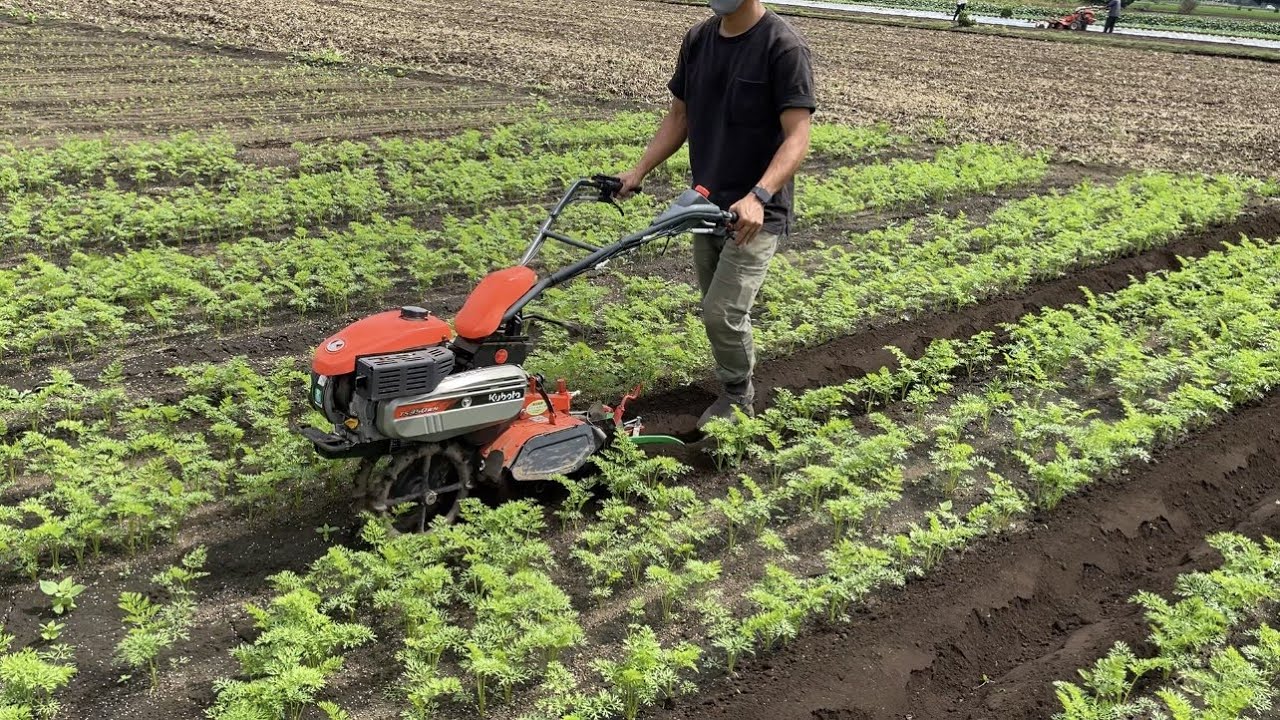 小型の管理機を使いこなす【人参栽培】大きな人参を育てる追肥と土寄せ、肝心な溝切り作業　21/9/23