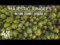 4K Jungle from Above - Relaxing Sounds of Tropical Forest Birds, Cicadas &amp; Wind - Ep. 4