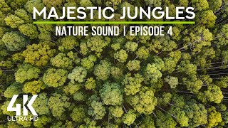 4K Jungle from Above - Relaxing Sounds of Tropical Forest Birds, Cicadas & Wind - Ep. 4
