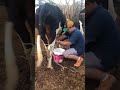 Tirando o leite da vaca.