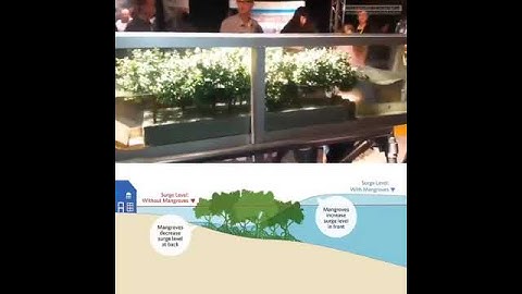 Tác dụng vô cùng kỳ diệu của rừng ngập mặn