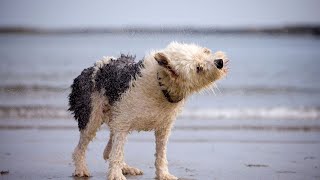 Old English Sheepdog Grooming: Tips and Challenges