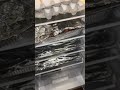 Bbq in fridge