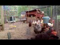 Happy chicken cam - Georgia