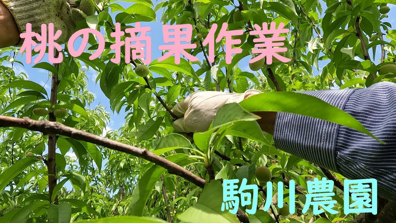 桃の摘果作業 駒川農園 24.5.16 - YouTube