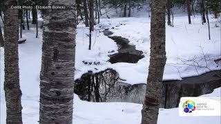 Where do insects go in winter?