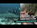 Terrifyingly close wild animal encounters  animal antics