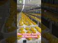 🍄Grow 3000kg of Mushrooms ANYWHERE, Year-Round🚀 Smart Container Farm#mushroom #farmtech #farmerlife