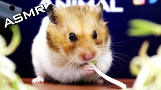 Hamster Eating Bean Sprouts ASMR | Animals Cute Hamster by ASMR Life 49,019 views 3 years ago 2 minutes, 55 seconds