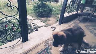 Влог С ними не соскучишься /кавказская овчарка /западно -сибирская лайка /прогулка / Влог С ними не соскучишься /кавказская овчарка /западно -сибирская лайка /прогулка /