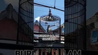 Download Lagu BURUNG DALAM SANGKAR MP3