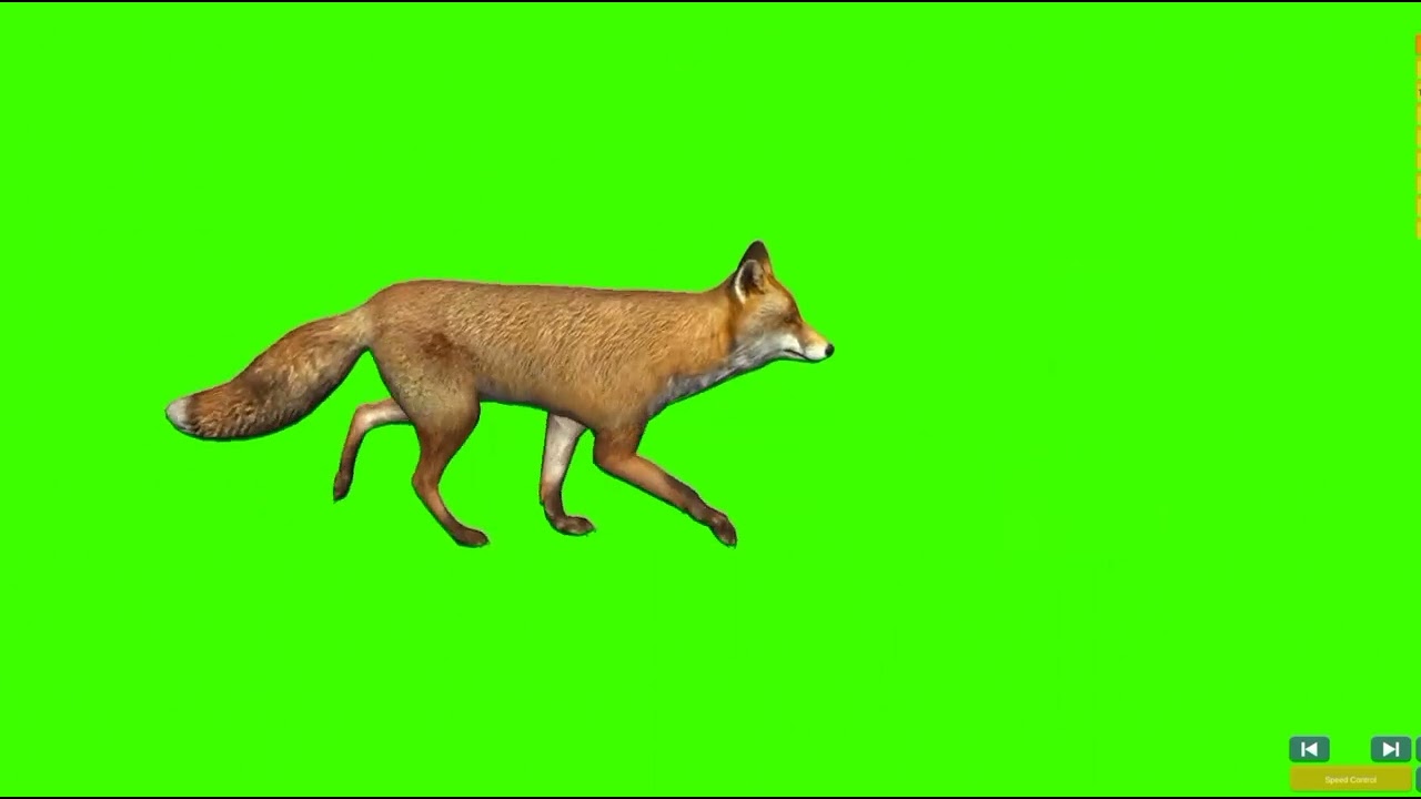 Fox Walking Green Screen | Green Screen fox | 