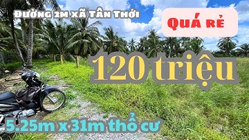 MS1842: 🌴Đã bán🌴ĐẤT THỔ CƯ 120 TRIỆU ( 5.25M x 31M ) XÃ TÂN THỚI 