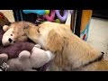 Abandoned Dog Picks Out Her First Toy | The Dodo