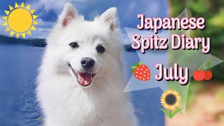 🌸🌷 A Japanese Spitz Diary - July 🌻🌳 by Tera & Luna 560 views 1 year ago 7 minutes, 13 seconds