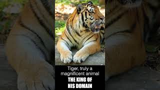 TIGER - KING OF THE BIG CAT 1 #SHORTS