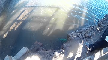 Cá chà bá- 9 Phước