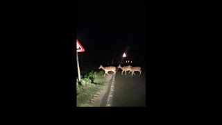 jim corbett night safari🦌 Deer walks and crossing road