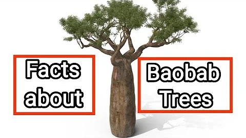 Facts about Baobab Trees.
