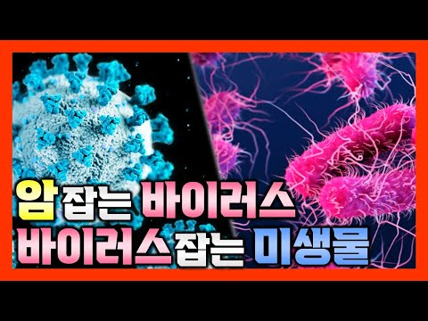 암 잡는 바이러스! 바이러스 잡는 미생물! [화학뉴스]