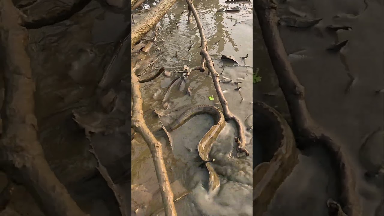 Amazing Big Baim Fish  