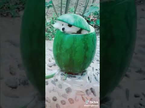 The nice dog