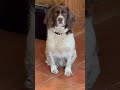 Hypnotic dog!