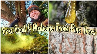 The Pine Trees  A Guide To Their Food, Medicine & Identification