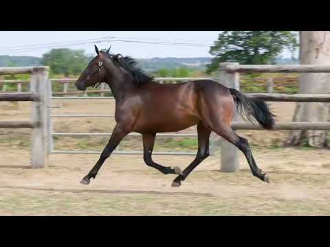 Vidéo LOT 142 POR FAVOR VINCI - Ventes de Trotteurs de Caen - 9 septembre 2026