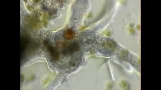 Амёба протей Amoeba proteus