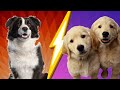 Labrador Retriever VS Border Collie ! - Dog Fanatic !