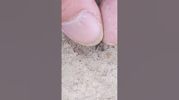 Shark tooth fossil discovered this morning in North Texas