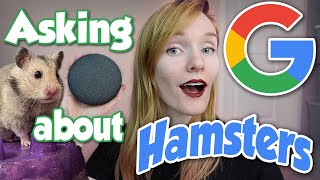 Asking Google Hamster Questions! | Munchie's Place