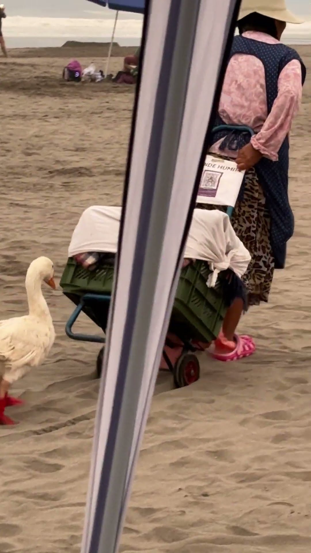 Duck In Boots Follows Owner On Beach || ViralHog