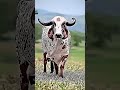 Jay Gau Mata Song Sorts Music Funny 