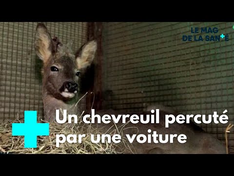 A l'hôpital de la faune sauvage 1/5 - Le Magazine de la Santé