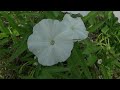 Beginning of video