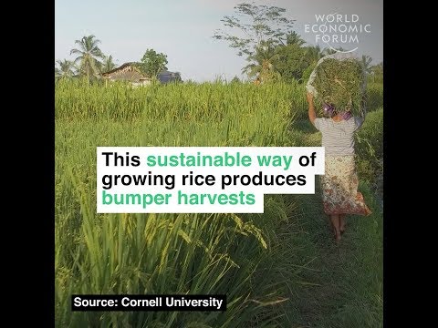 This sustainable way of growing rice produces bumper harvests - This sustainable way of growing rice produces bumper harvests