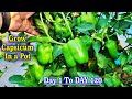 How To Grow Capsicum / Bell Pepper From Seeds || Seeds To Harvest
