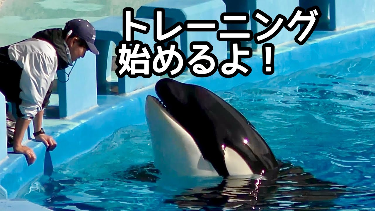 シャチのリンちゃん イルカたちとトレーニングを始めます【名古屋港