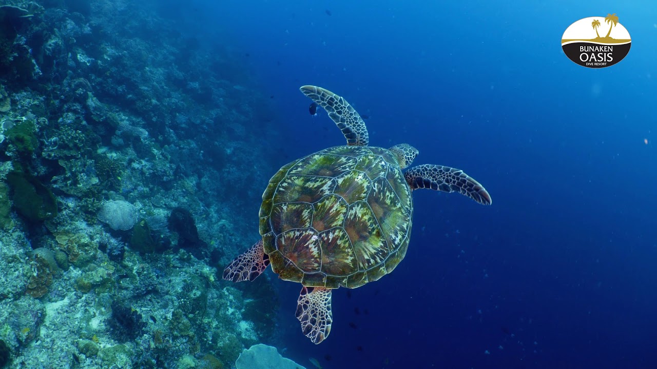 Official Bunaken Oasis Resort and Spa Promo: Produced by Dive Safari Asia