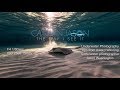 Underwater Photography Tips with Cayman Jason-Sunrise at Sandbar