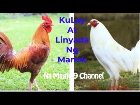 Video: Mga Dibdib Ng Manok Sa Kulay-gatas