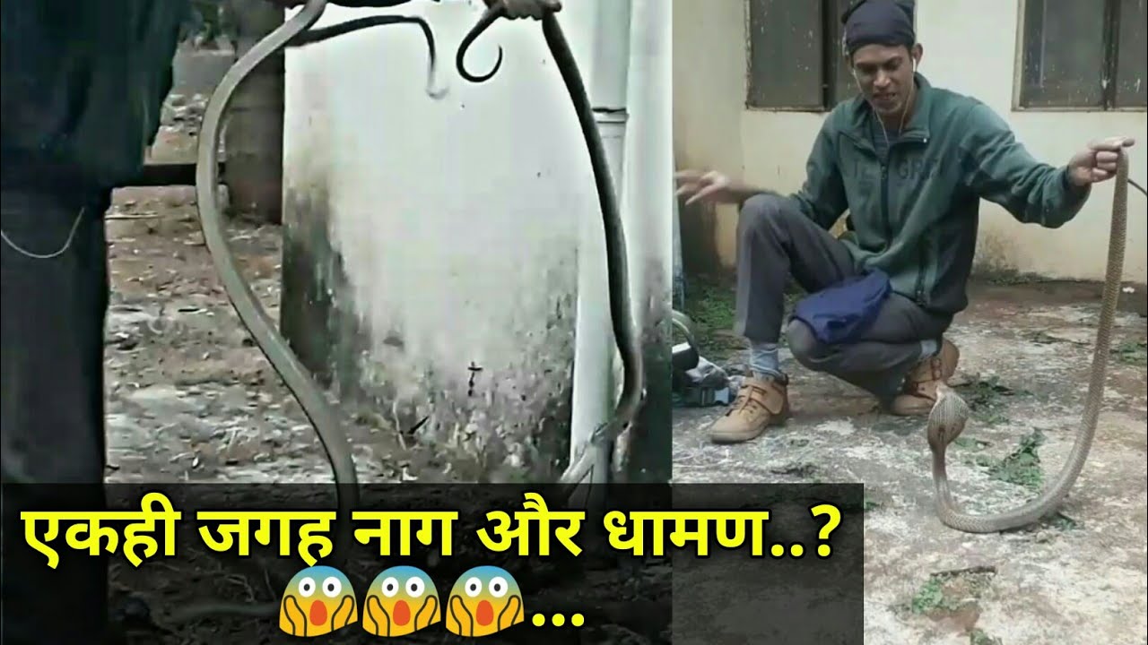 snake information in kannada || आप ऐसी कोशिश ना करना || यह जानलेवा हो सकता है || Two snakes rescued at a place ||
