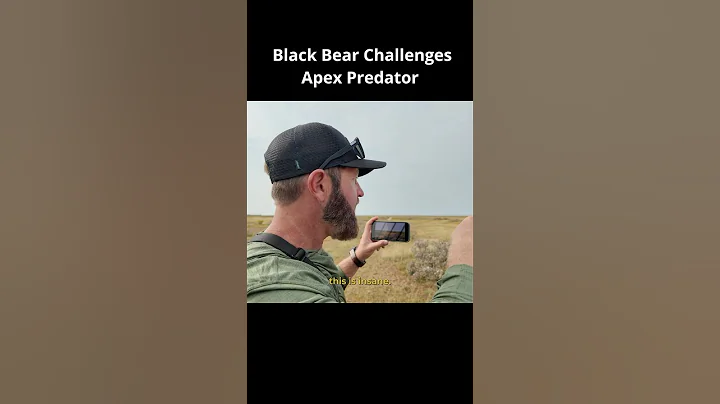 Polar Bear vs Black Bear